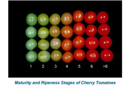 Cherry Tomato Maturity & Ripeness